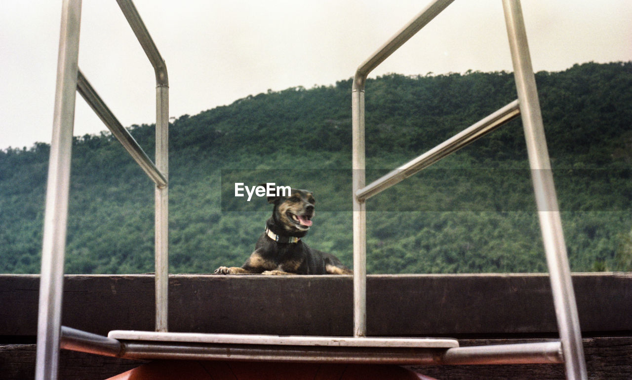 DOG SITTING BY RAILING