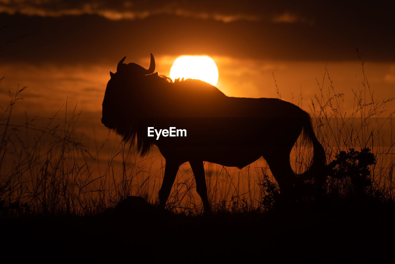 SILHOUETTE OF HORSE ON FIELD AGAINST SUNSET SKY