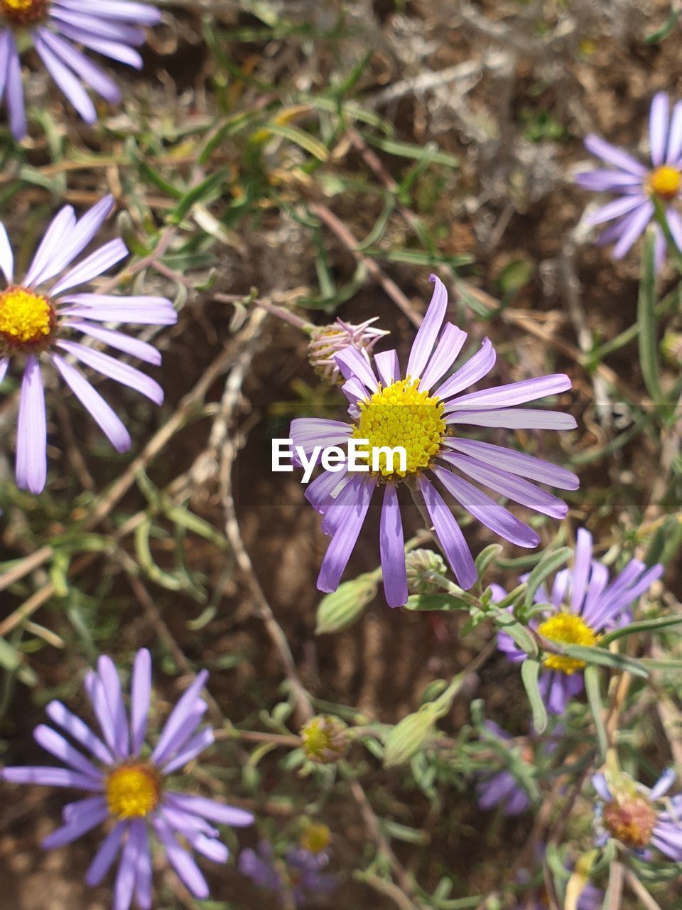 CLOSE-UP OF PURPLE FLOWERING PLANT