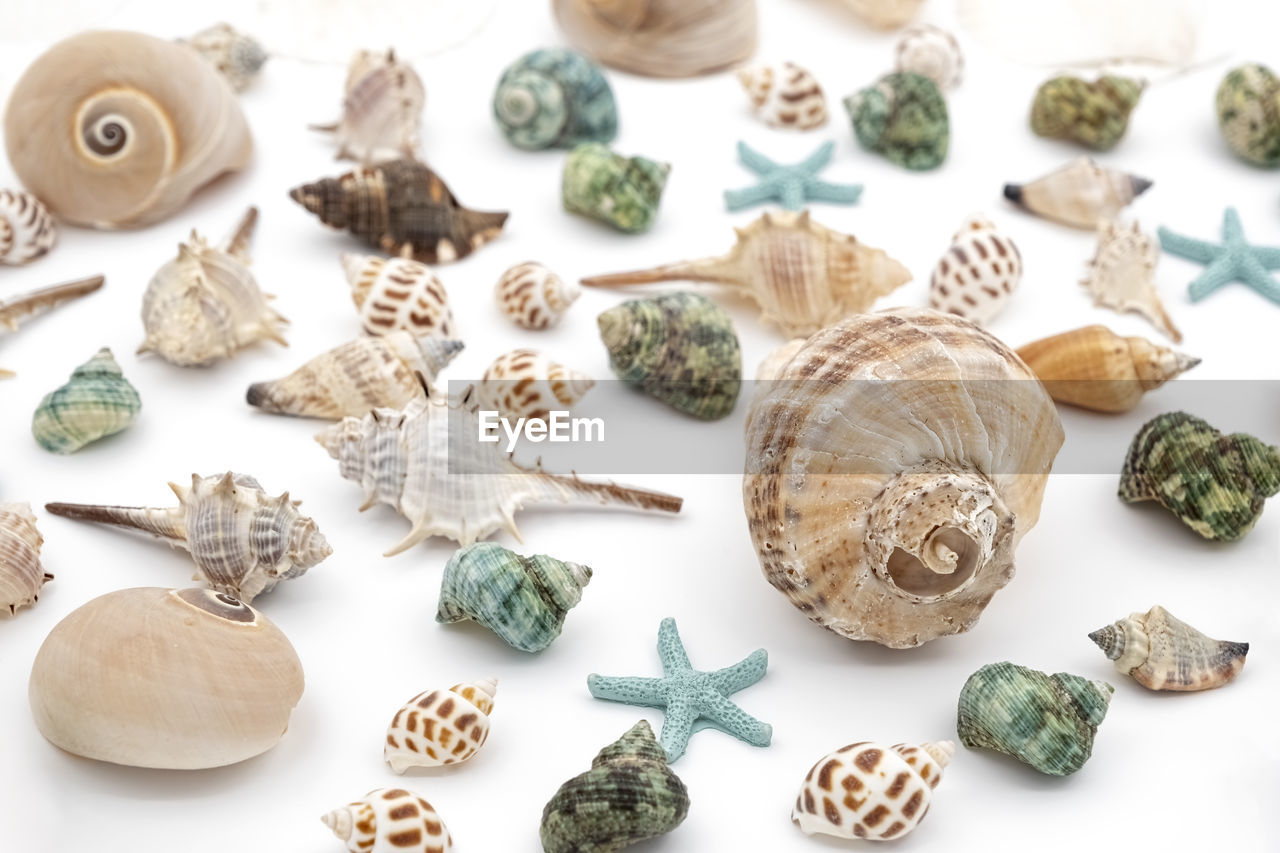 shell, jewellery, no people, variation, large group of objects, studio shot, indoors, nature, fashion accessory, animal, plant, white background, bead, food, collection, food and drink