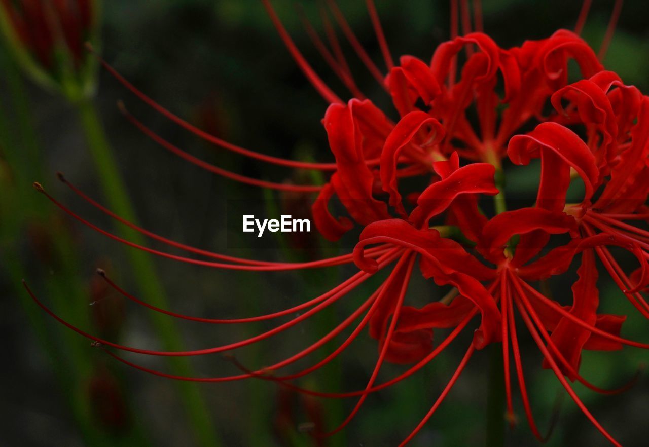 CLOSE-UP OF RED FLOWER