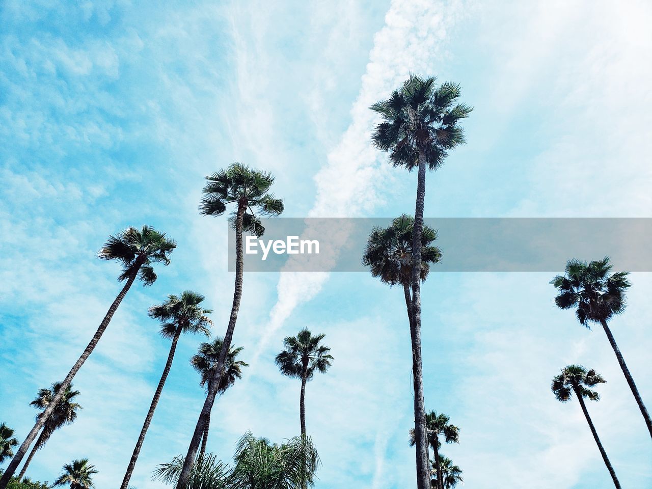 Low angle view of palms tree against blue sky