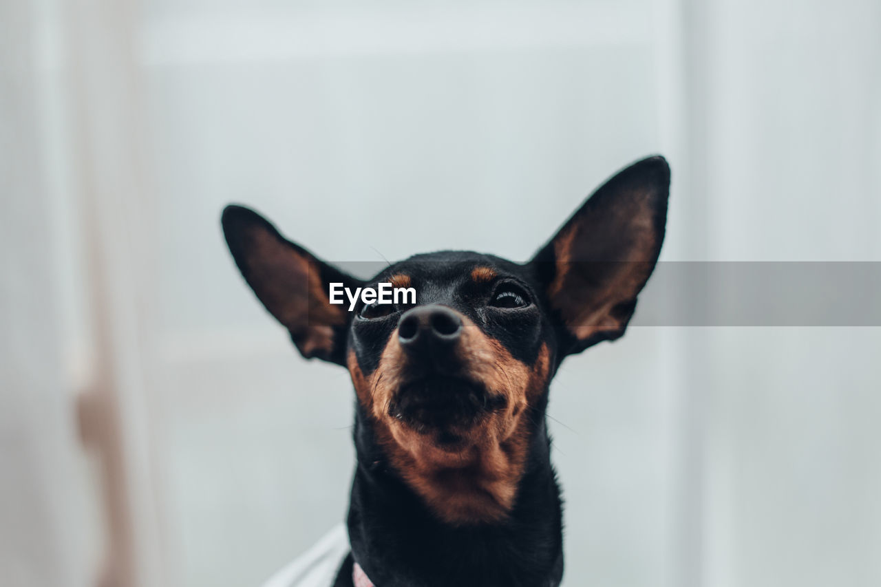 Close-up portrait of a dog