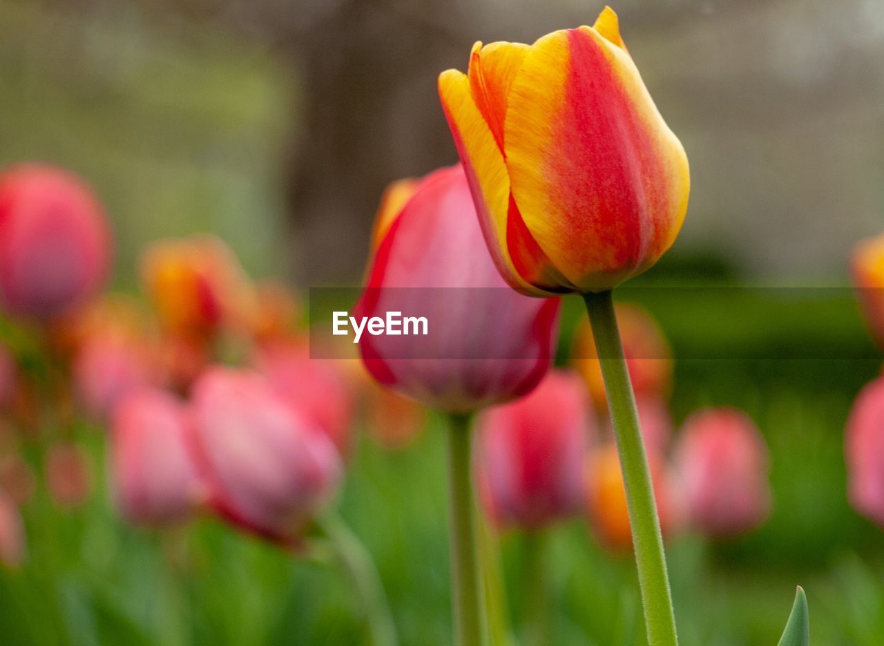 Close-up of pink tulip