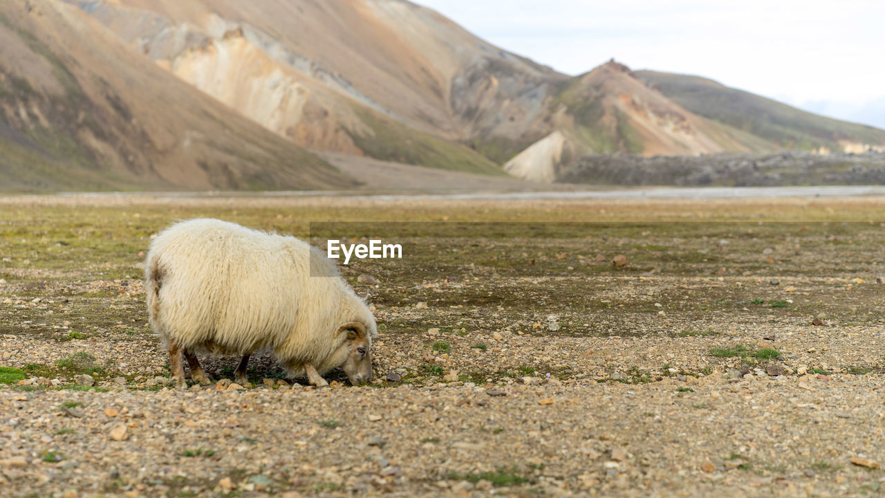 Wild sheep grazing at iceland's highlands in august