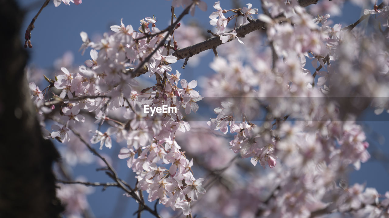 plant, blossom, flower, tree, flowering plant, springtime, fragility, beauty in nature, freshness, spring, branch, growth, nature, cherry blossom, no people, close-up, sky, outdoors, day, cherry tree, selective focus, white, almond tree, low angle view, botany, inflorescence, pink, produce, twig, focus on foreground, winter, flower head, tranquility, petal, fruit tree, food and drink, macro photography, sunlight