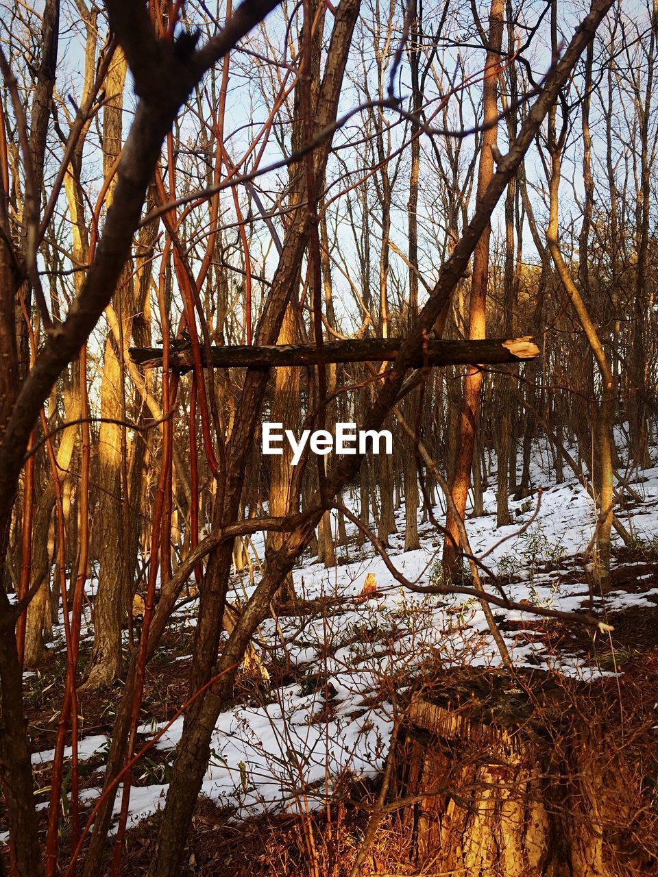 Bare trees in forest during winter