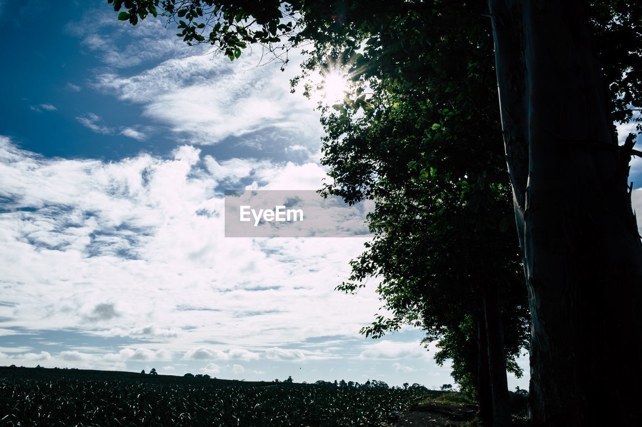 LOW ANGLE VIEW OF TREES AGAINST CLOUDS