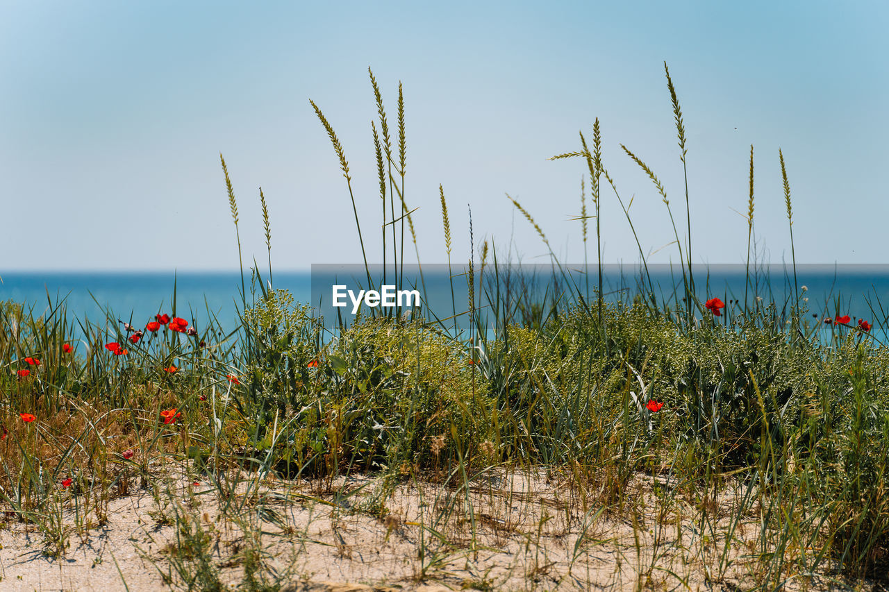 Scenic view of flowers on beach by the sea against clear sky