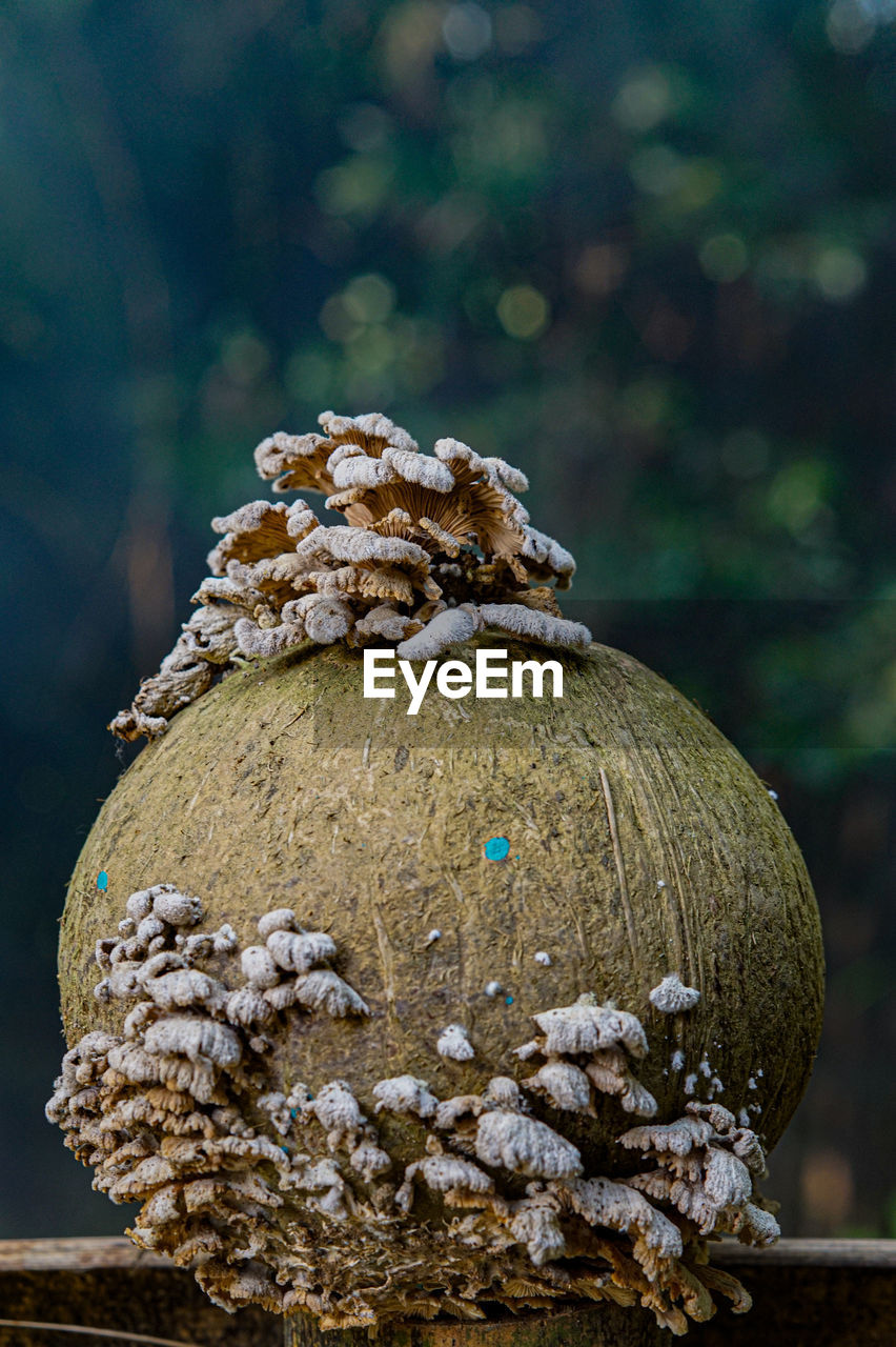 Close-up of mushrooms on tree during winter