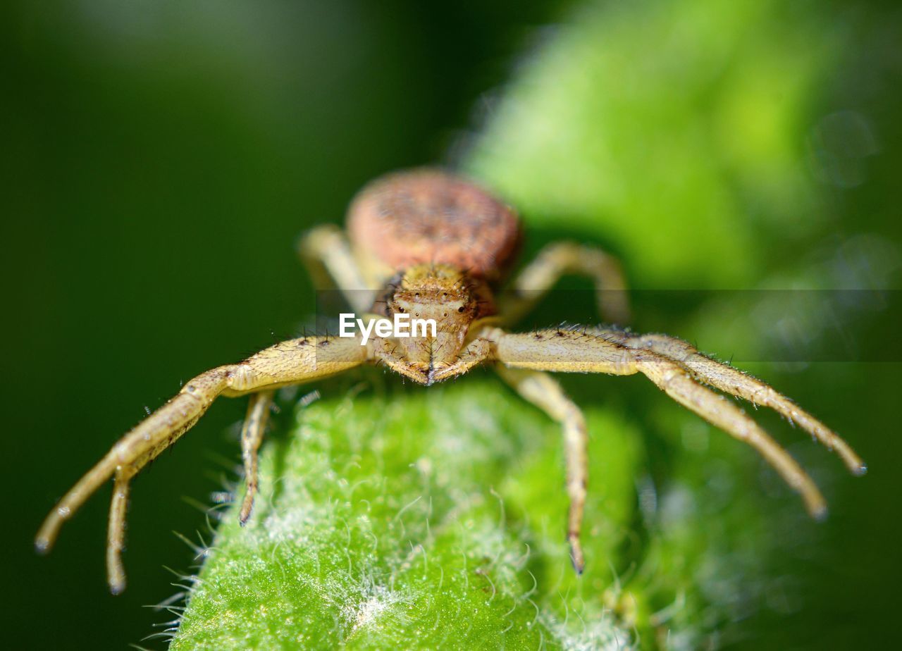 CLOSE-UP OF SPIDER ON WEB