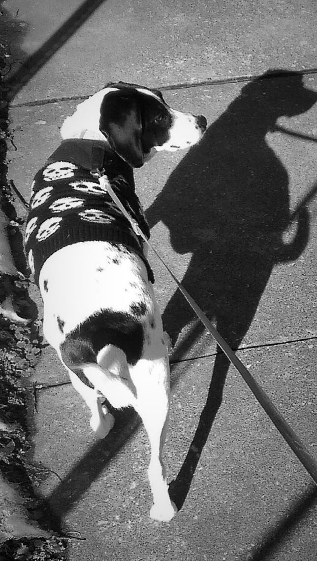 DOG LYING ON THE GROUND