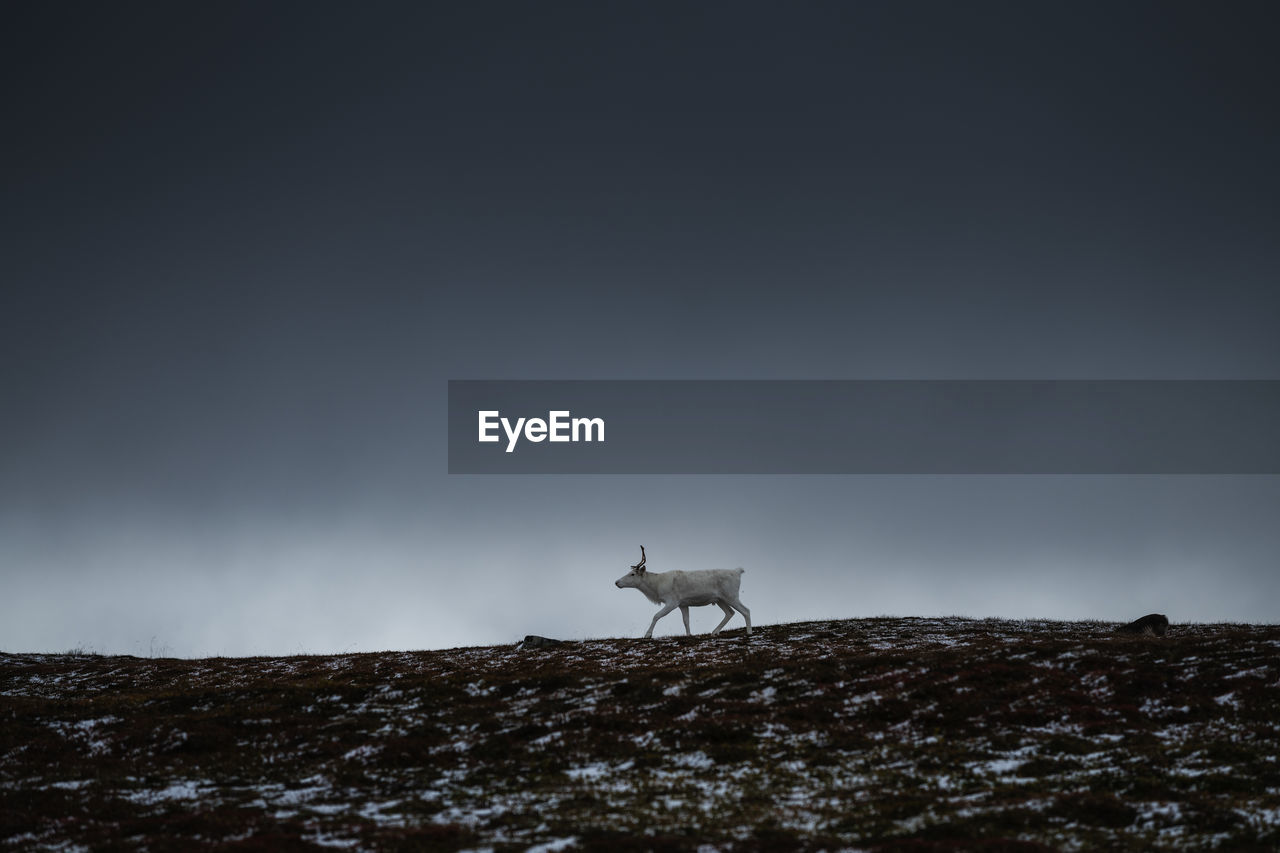 White reindeer walks across open landscape beneath dark sky, kungsleden trail, lapland, sweden