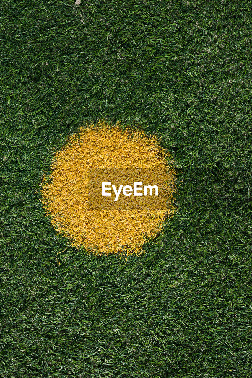 High angle view of grass on field