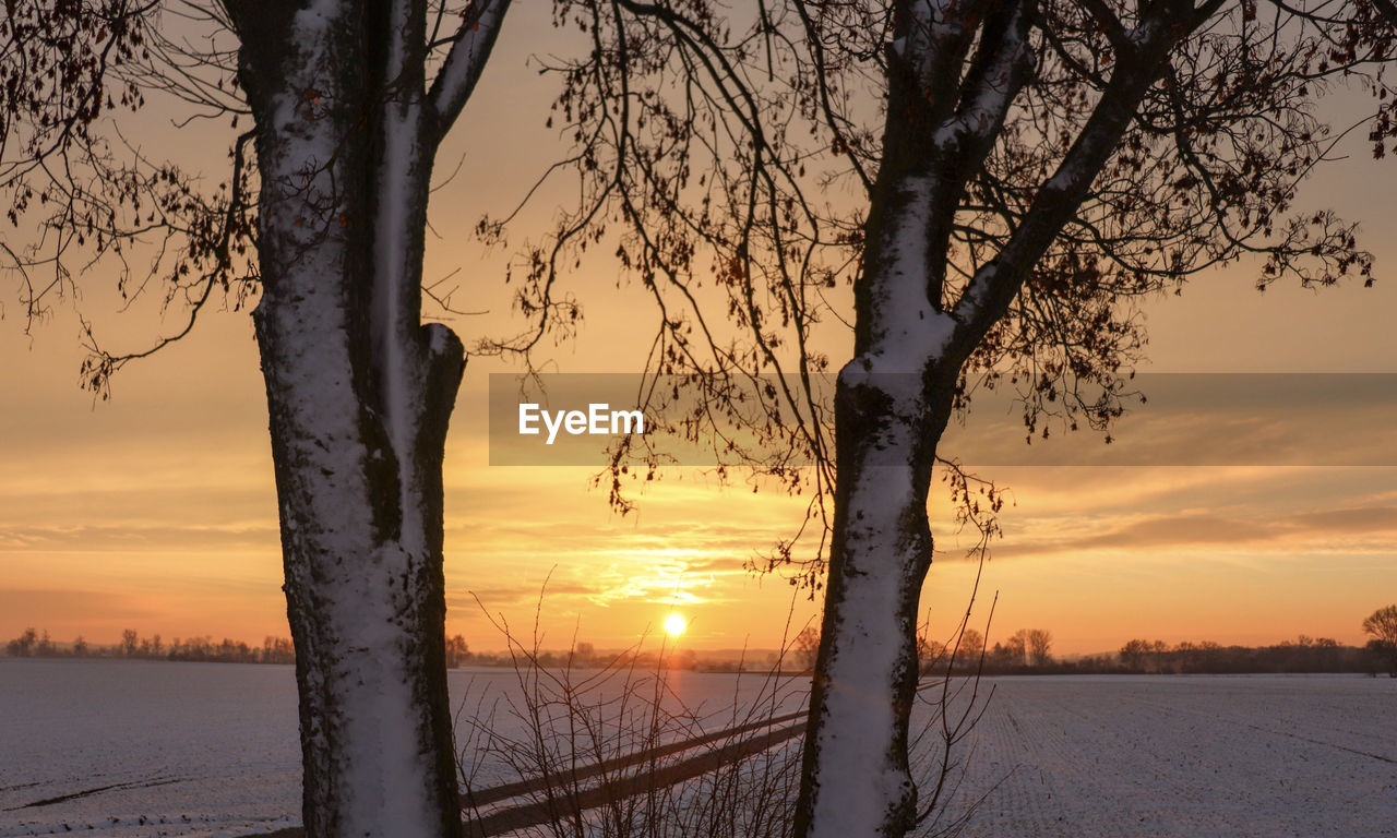 SCENIC VIEW OF TREE DURING WINTER