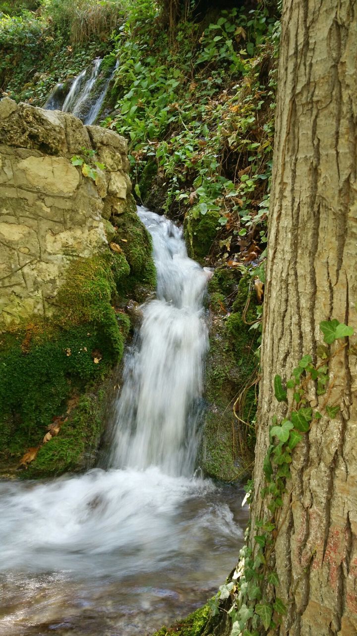 STREAM FLOWING THROUGH FOREST