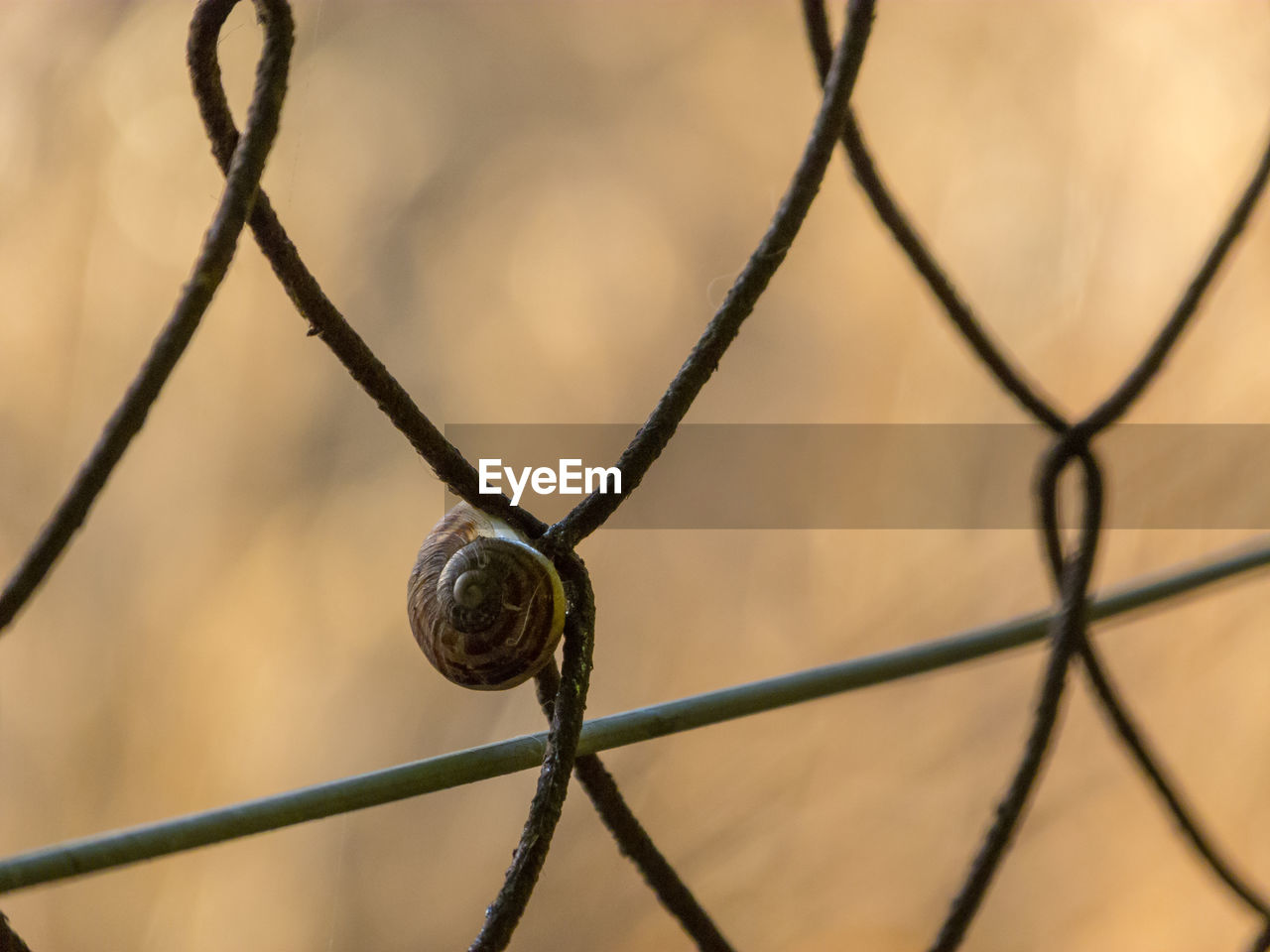 Close-up of wire on chainlink fence