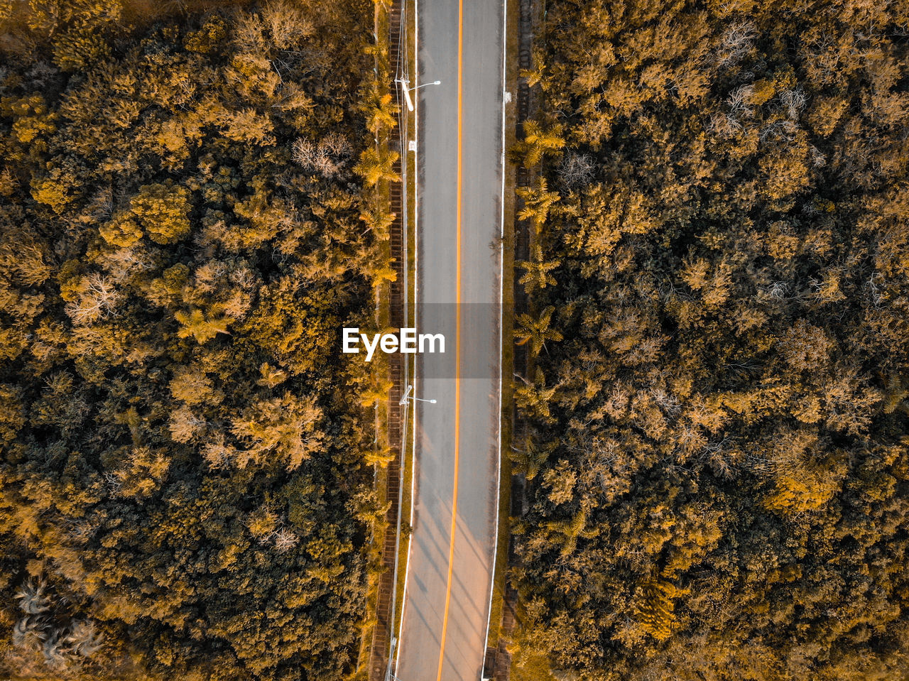 Directly above shot of road amidst forest