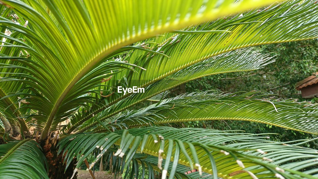 Close-up of palm tree leaves