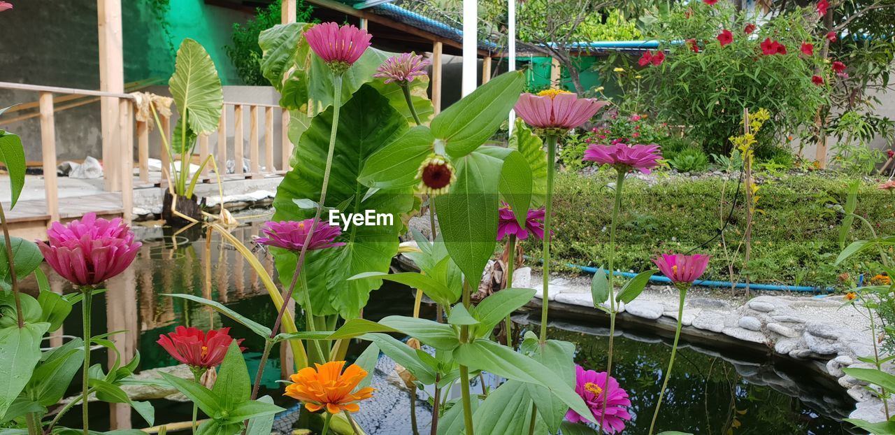 CLOSE-UP OF PINK FLOWERING PLANTS IN BACKYARD