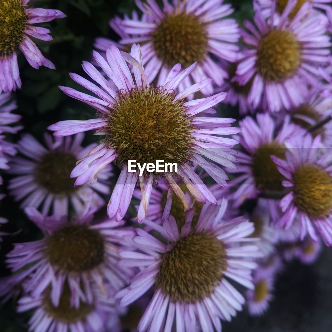 Close-up of pink flowering plants