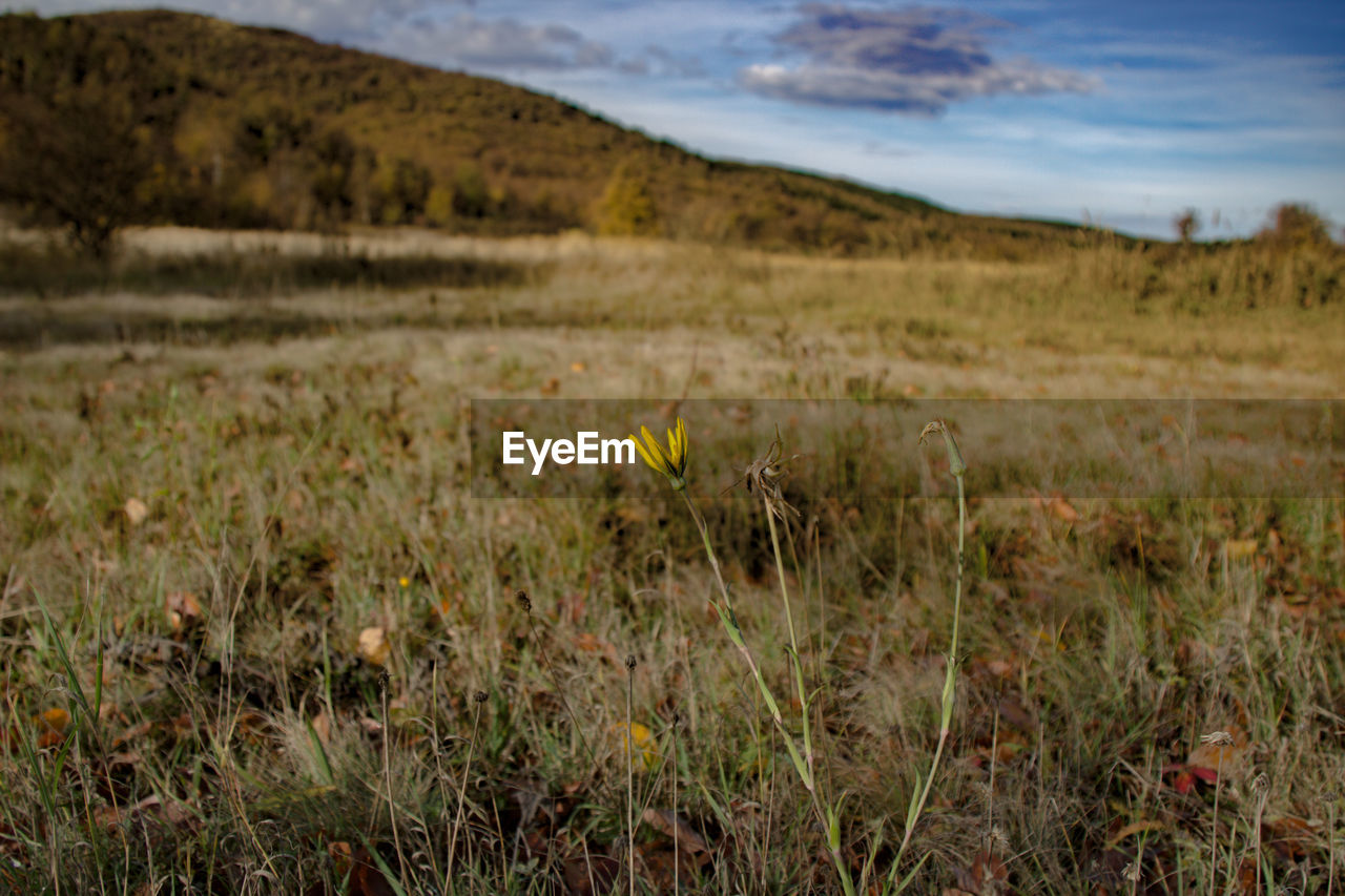 Scenic view of grassy field against sky