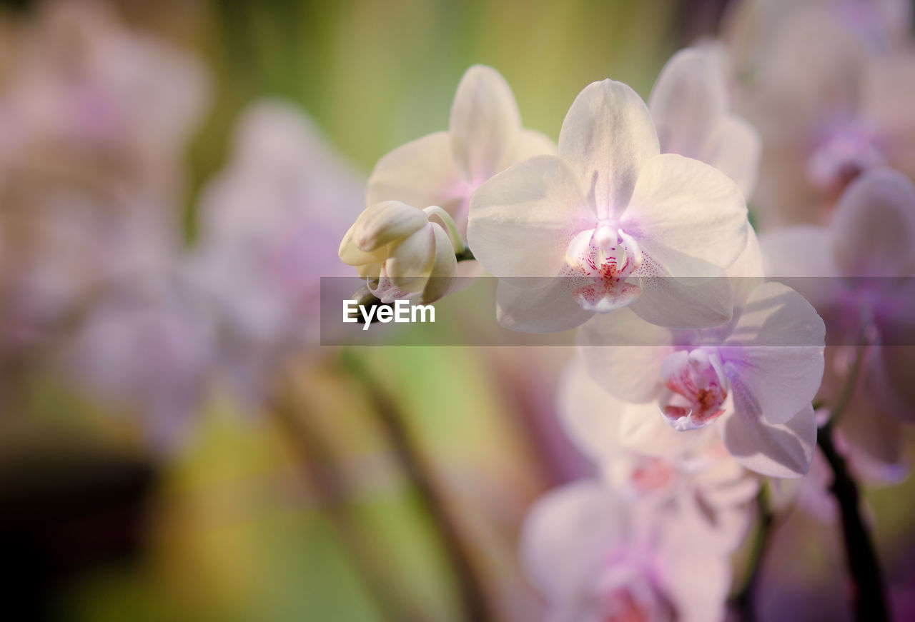 Close-up of cherry blossom