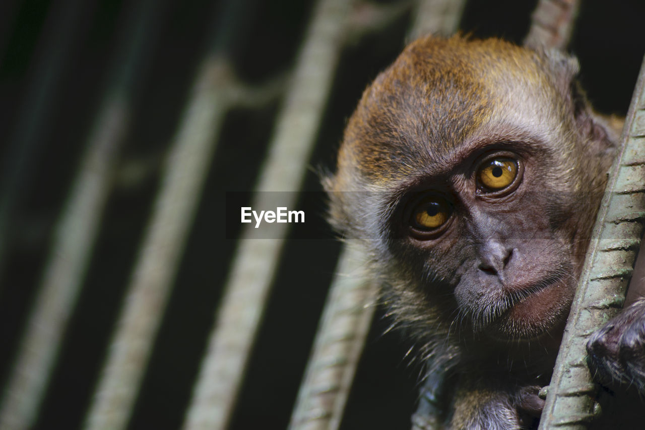 Close-up portrait of monkey in cage