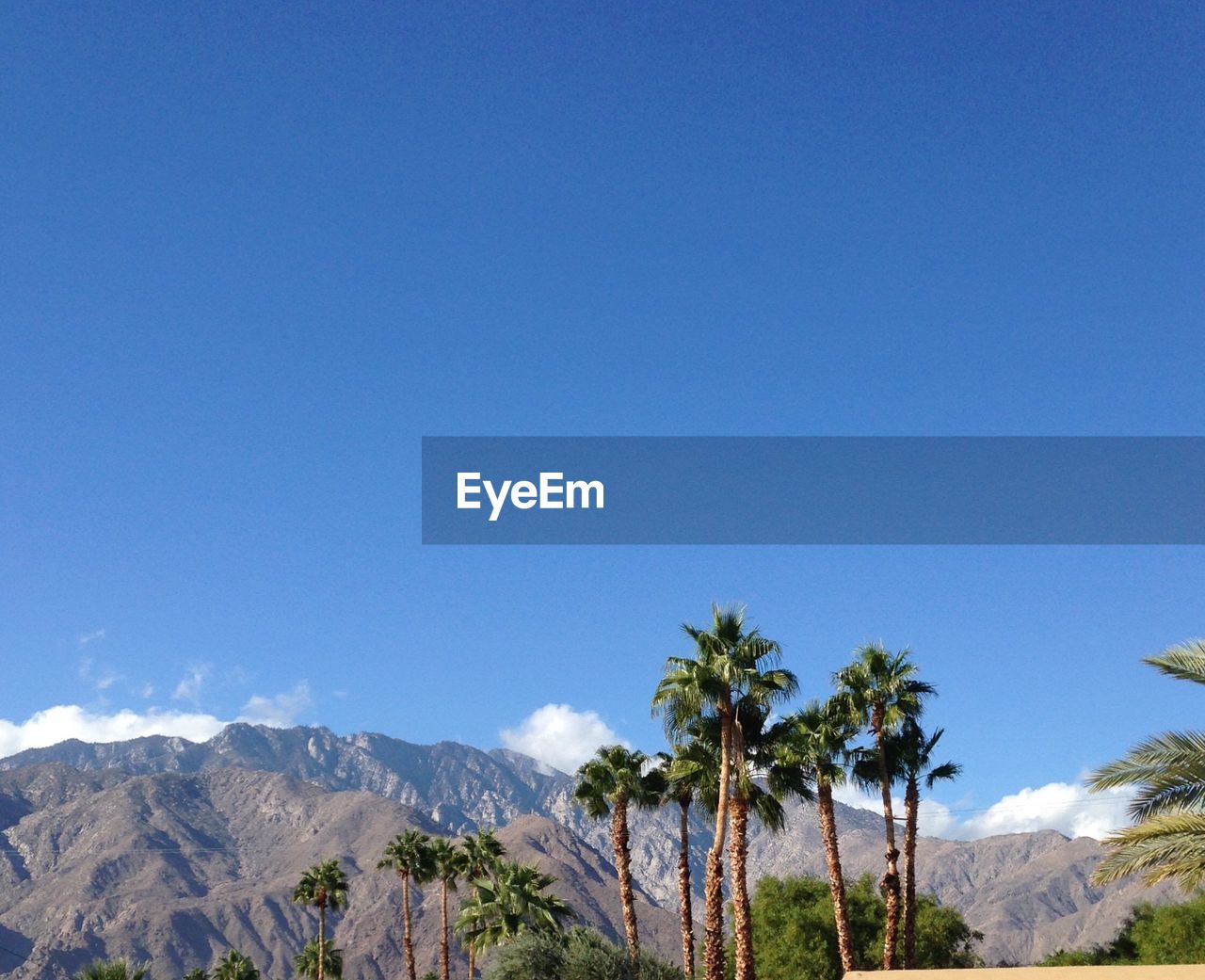 Palm trees against clear blue sky