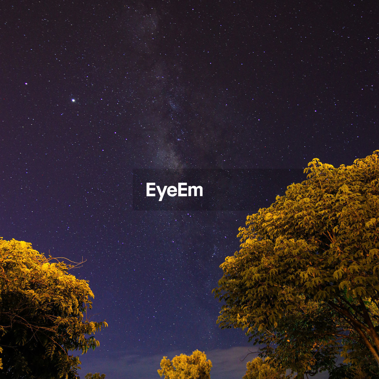 Low angle view of tree against sky at night