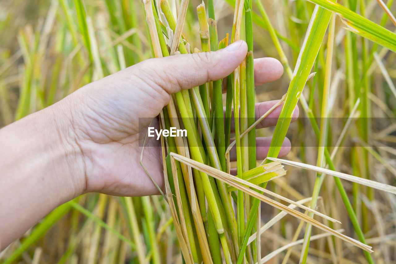 CROPPED IMAGE OF PERSON HOLDING PLANT IN FIELD