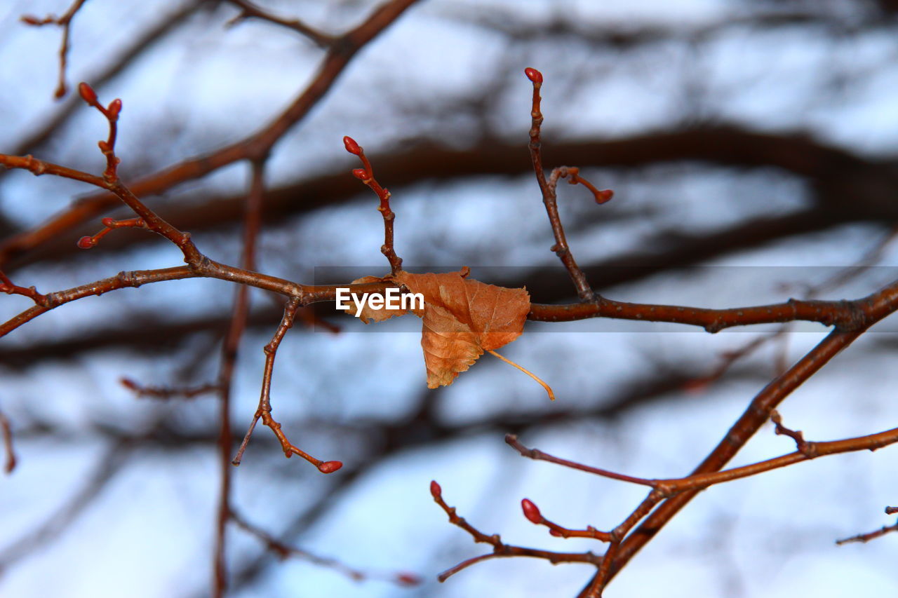 Close-up of branch during winter