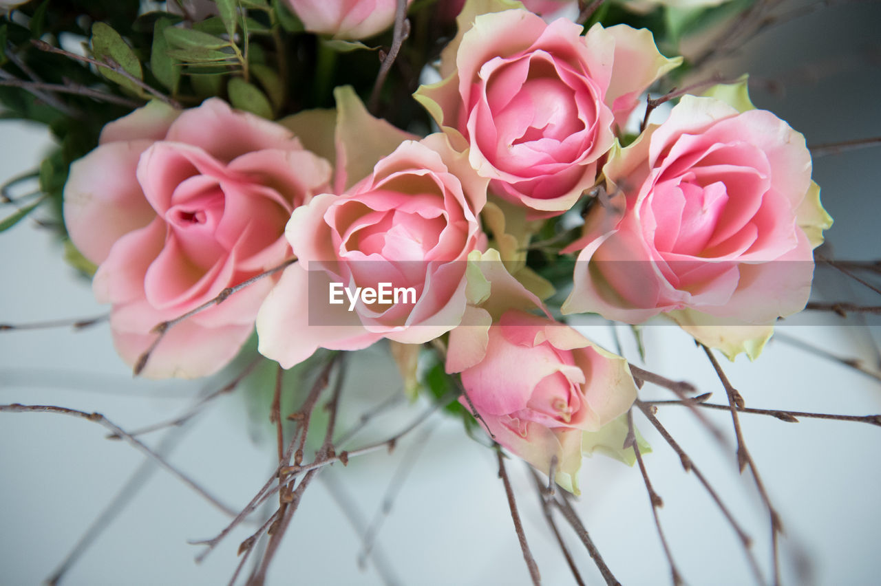 CLOSE-UP OF PINK FLOWERS AND WHITE