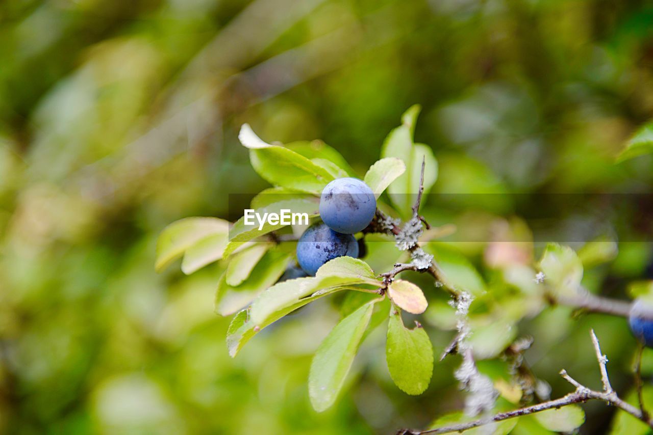 CLOSE-UP OF FRUITS ON PLANT