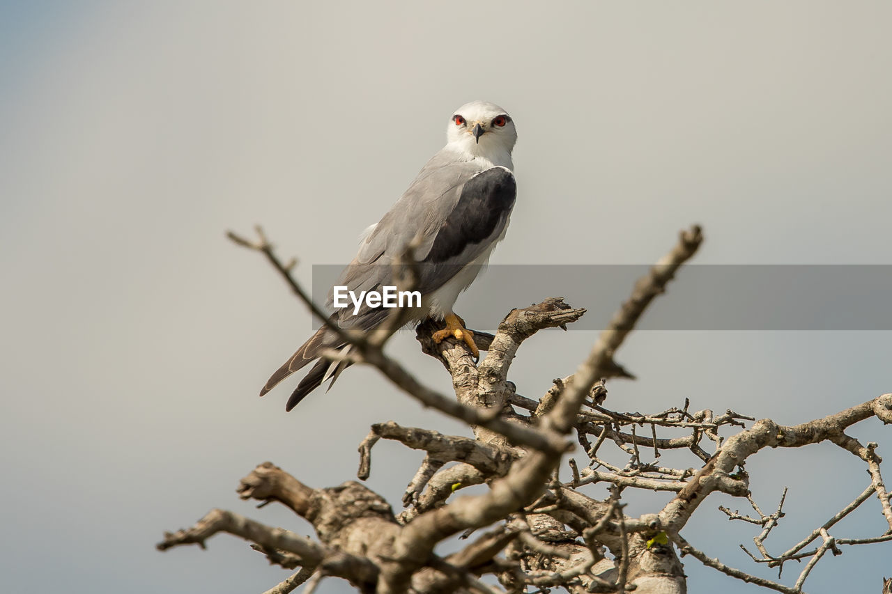 LOW ANGLE VIEW OF BIRD PERCHING ON TREE