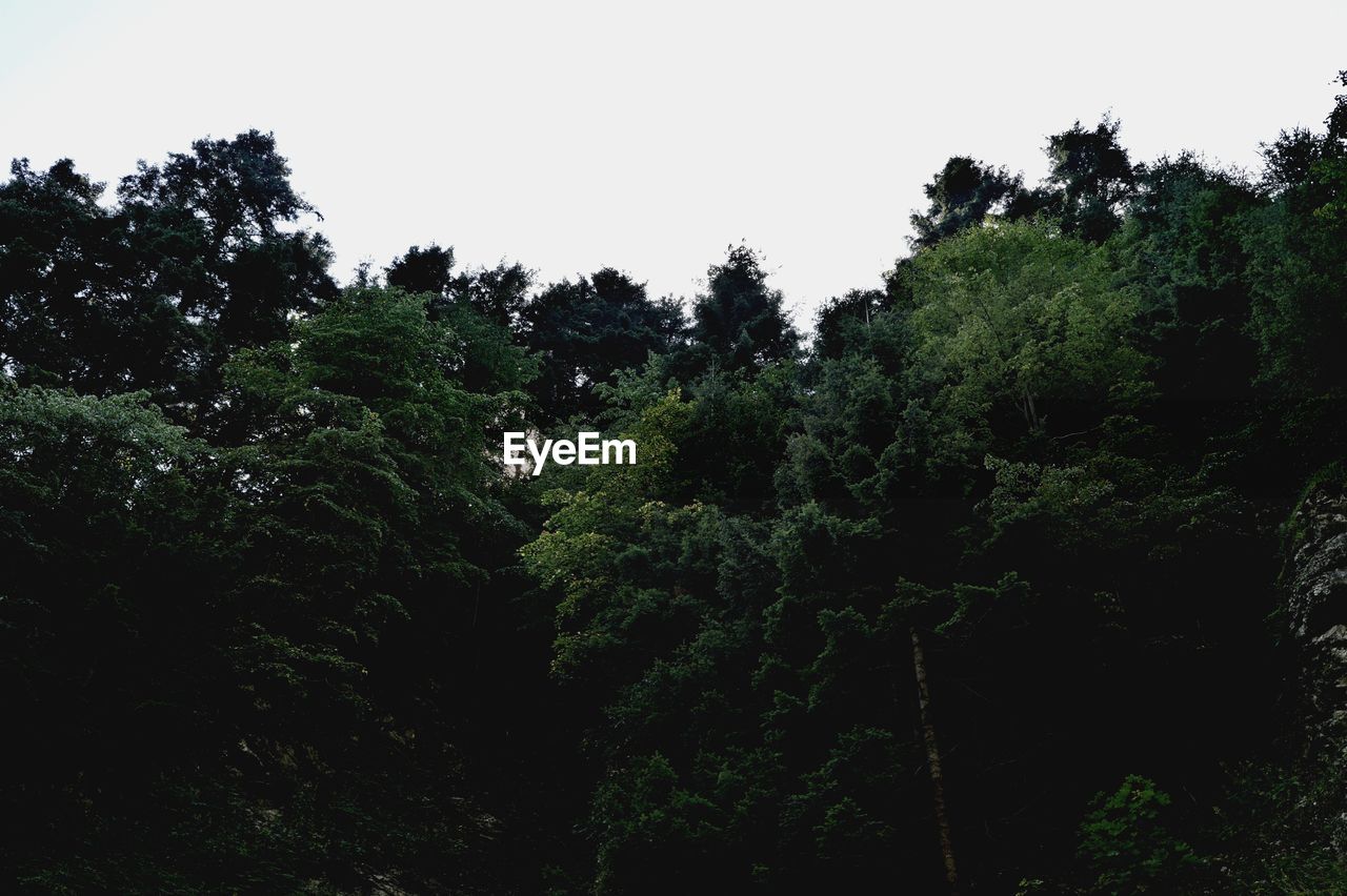 LOW ANGLE VIEW OF TREES AGAINST SKY