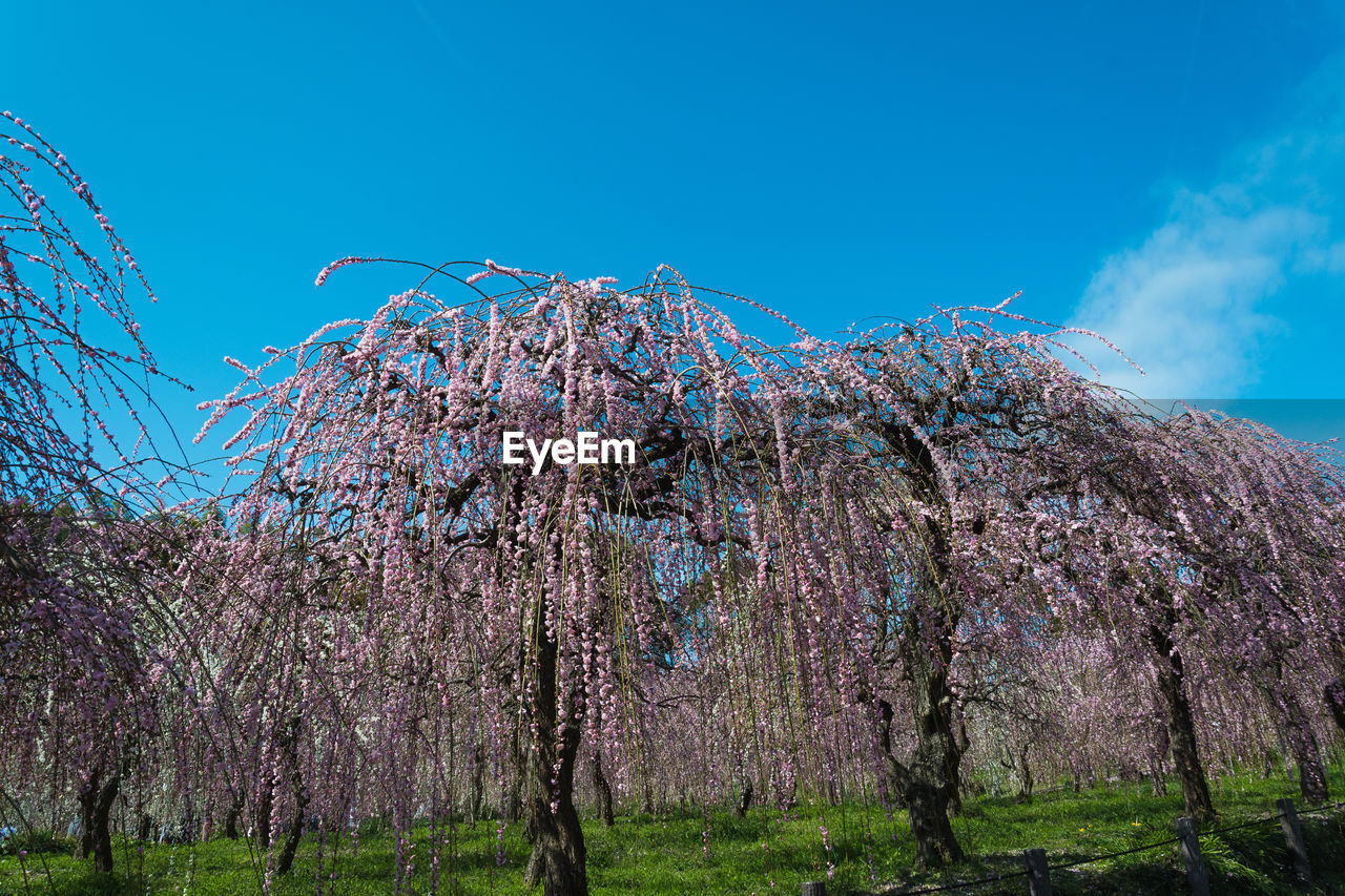 LOW ANGLE VIEW OF FLOWERS ON TREE AGAINST BLUE SKY