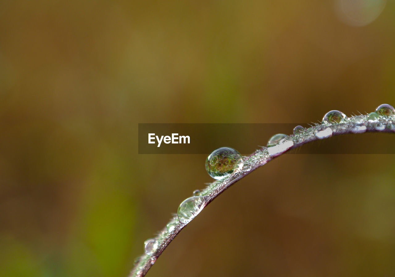 CLOSE-UP OF RAINDROPS ON PLANT