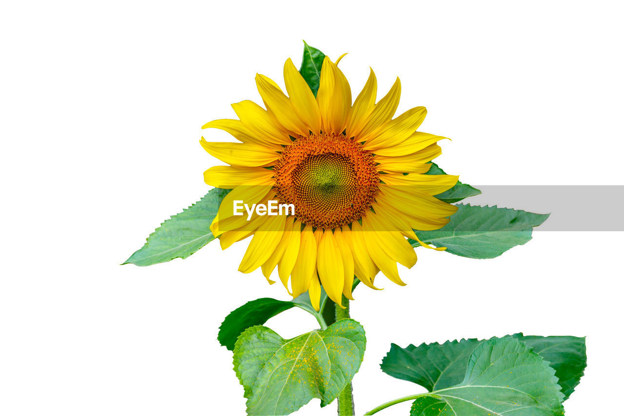 CLOSE-UP OF SUNFLOWER AGAINST YELLOW BACKGROUND
