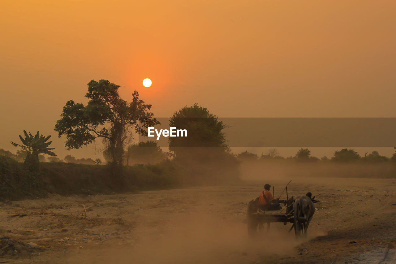 Man riding ox cart on field against clear sky at sunset