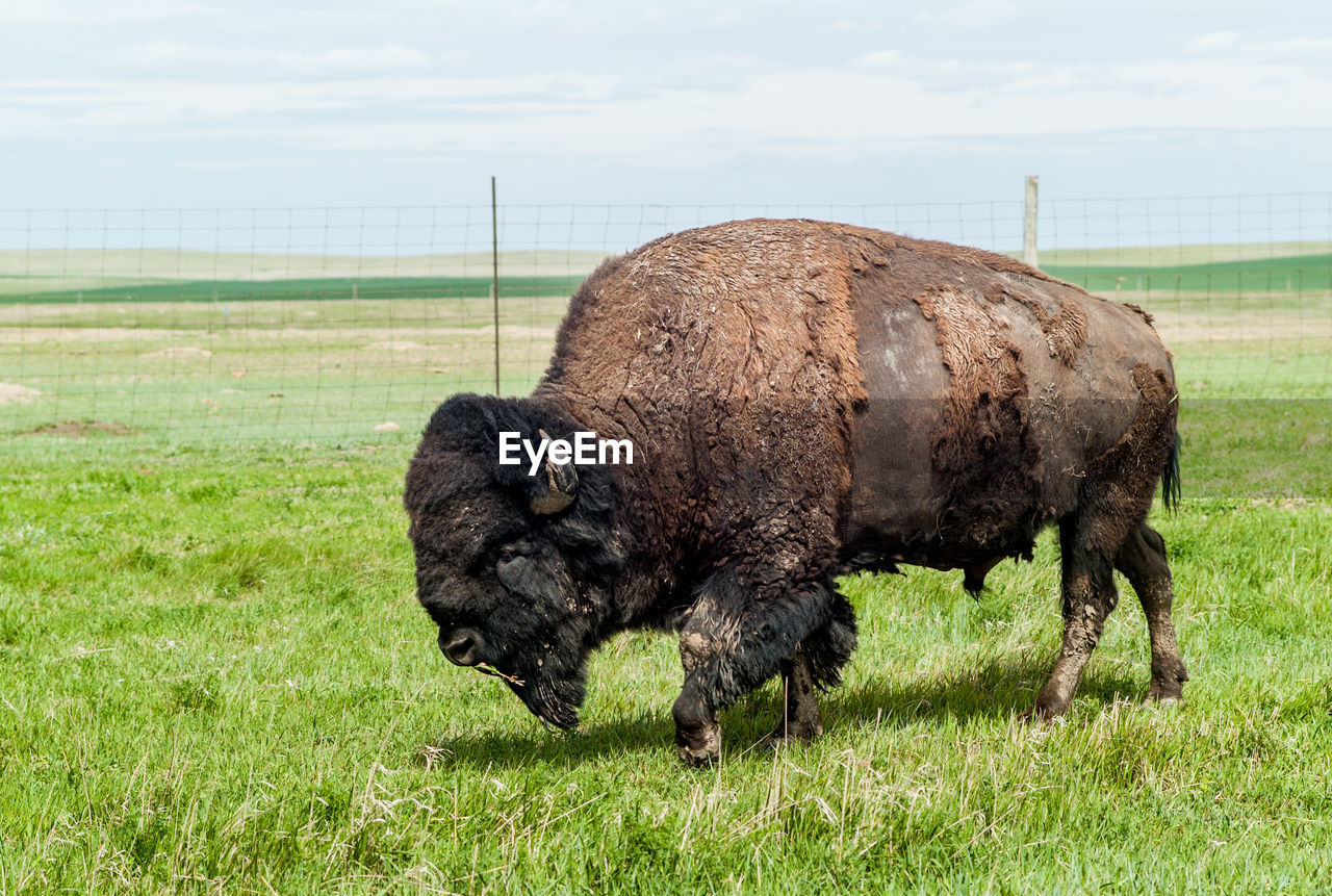 SHEEP GRAZING ON FIELD