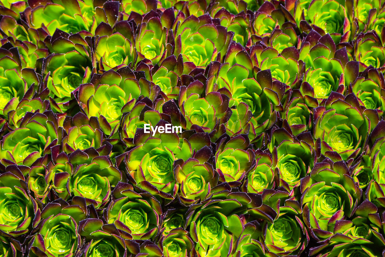 Succulent background. full frame shot of green plant