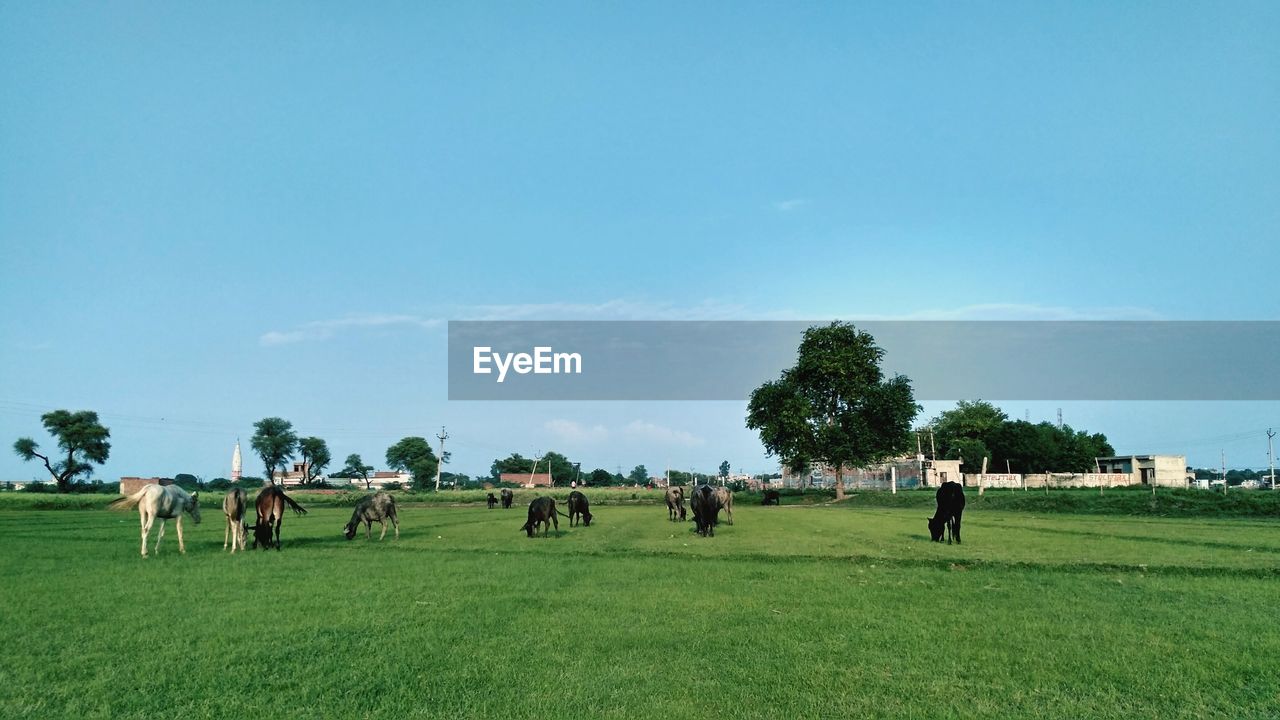 COWS ON FIELD AGAINST SKY