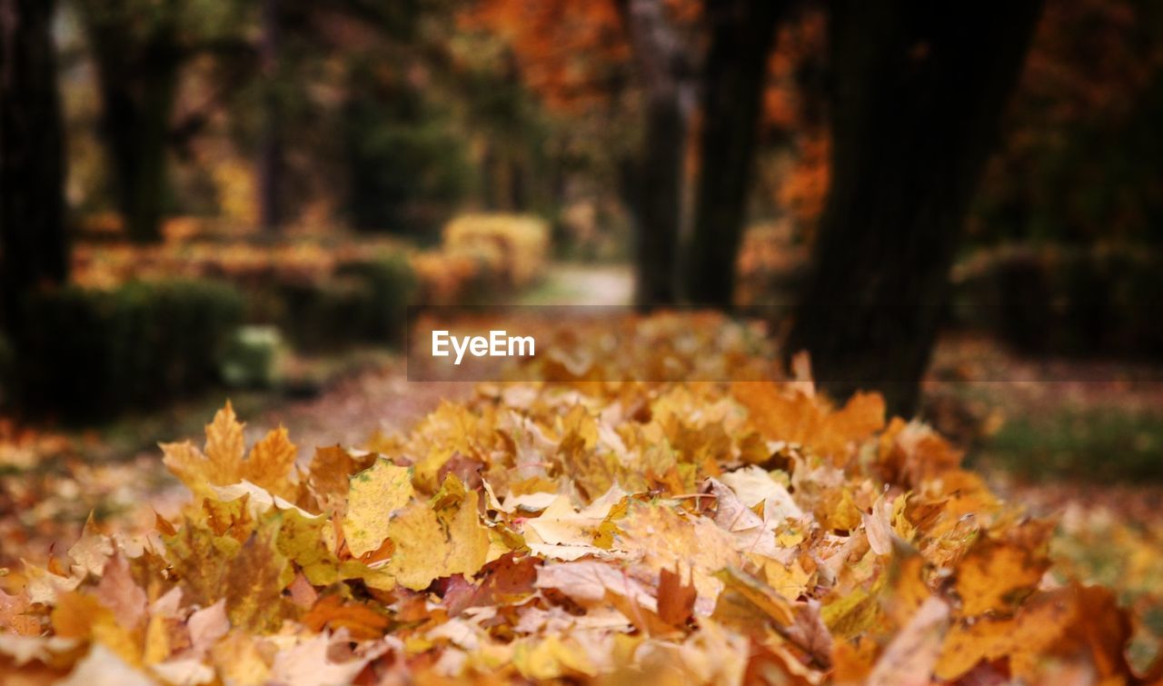 CLOSE-UP OF AUTUMN LEAVES AGAINST TREES