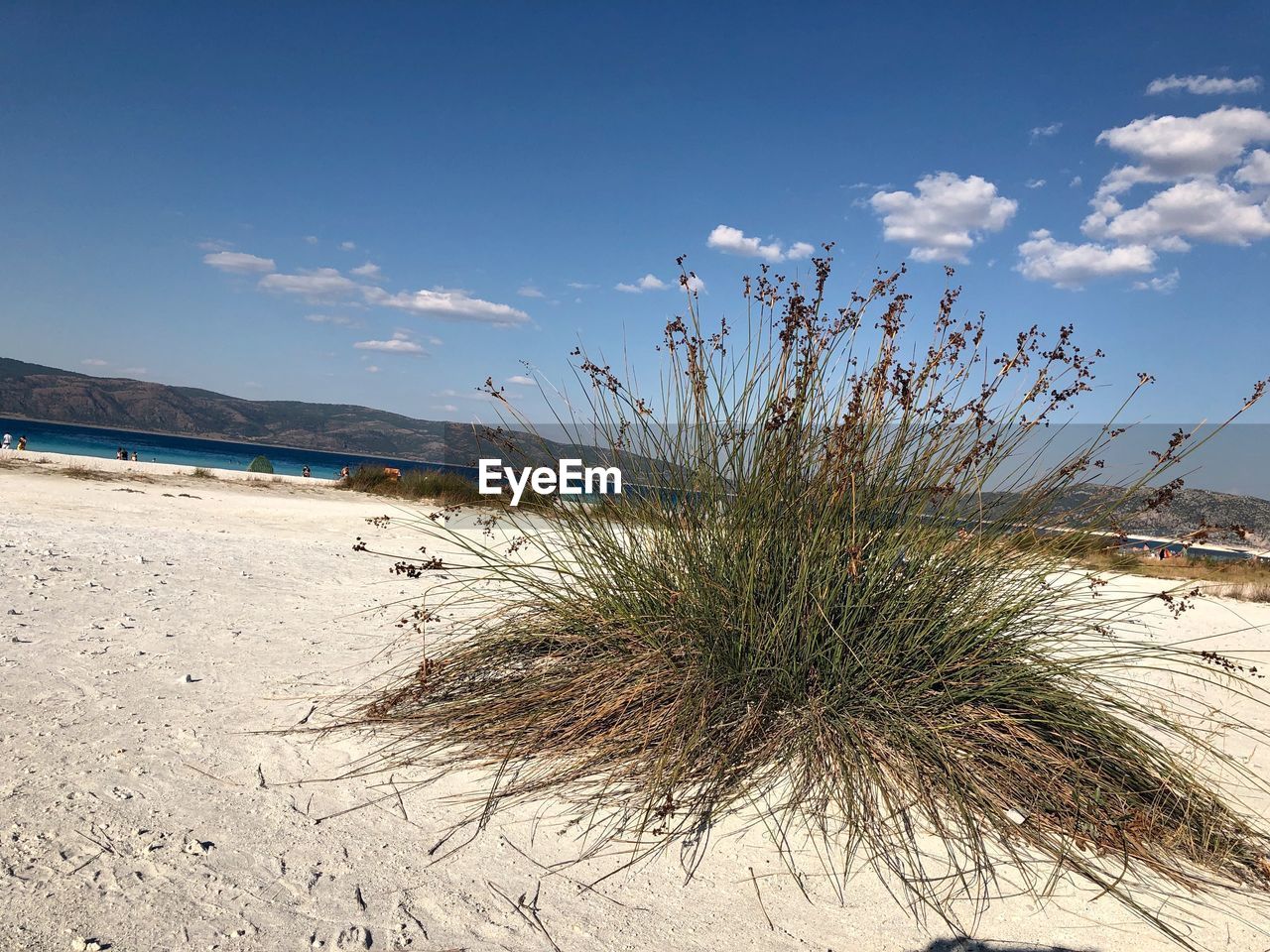 PLANTS GROWING ON SAND AGAINST SKY