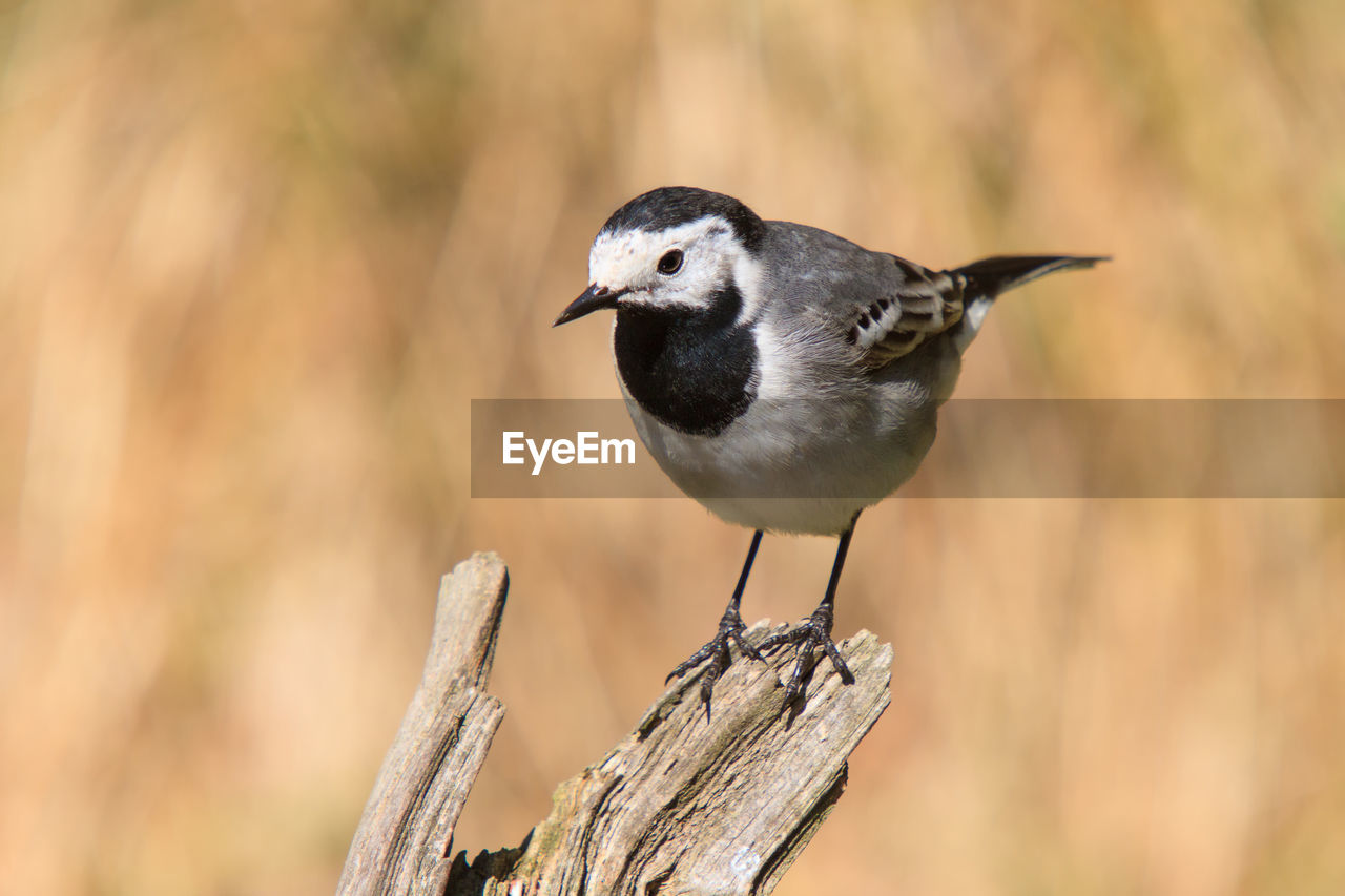 Close-up of bird perching on wood