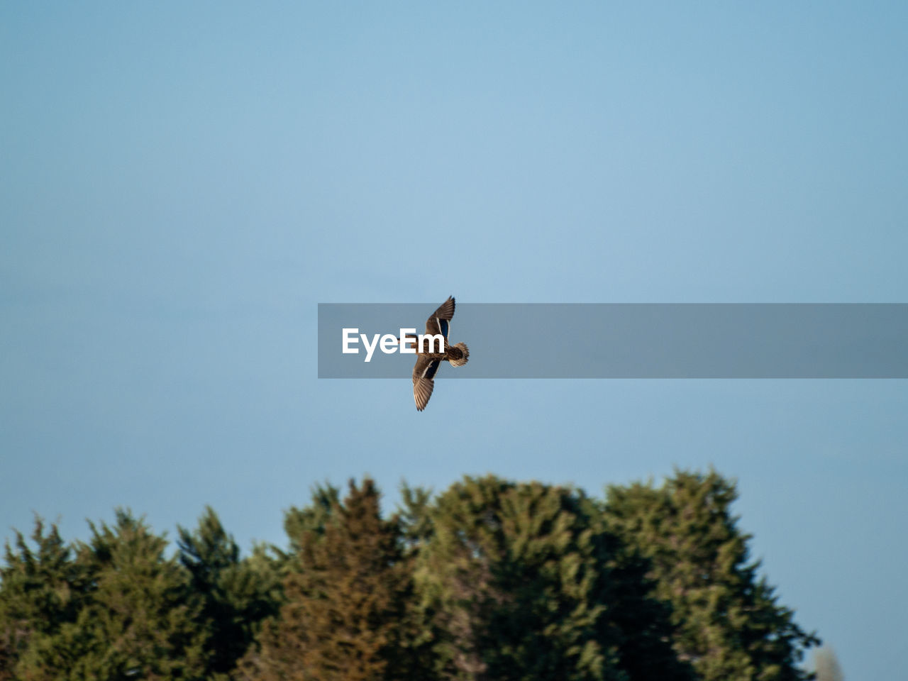 LOW ANGLE VIEW OF BIRD FLYING