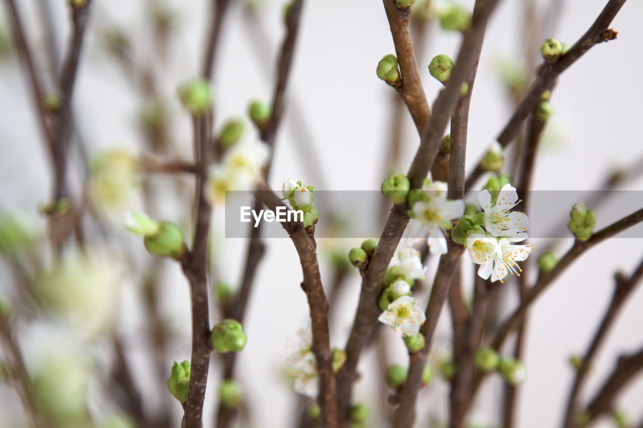 Close-up of flower tree