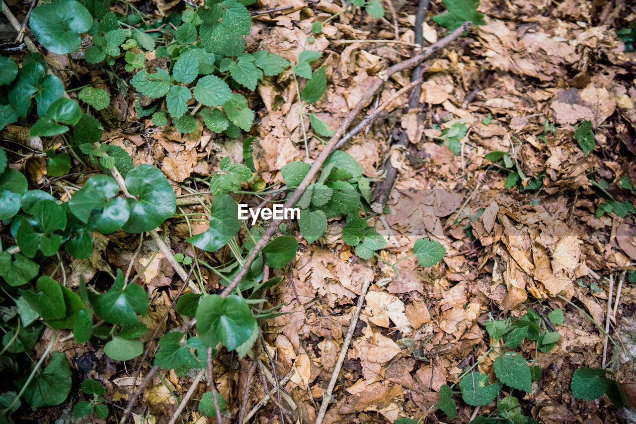 High angle view of dry leaves on field