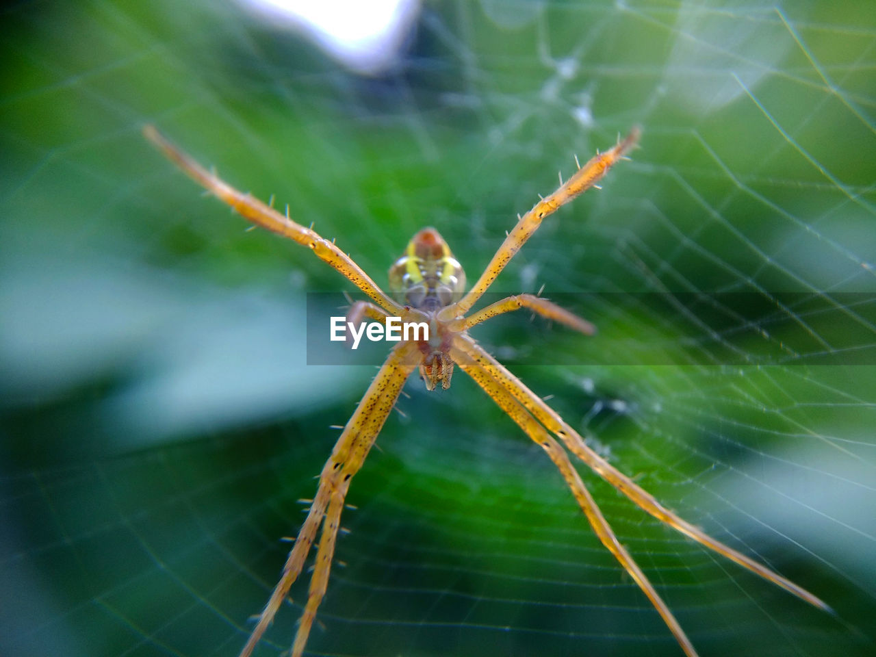 CLOSE-UP OF SPIDER WEB